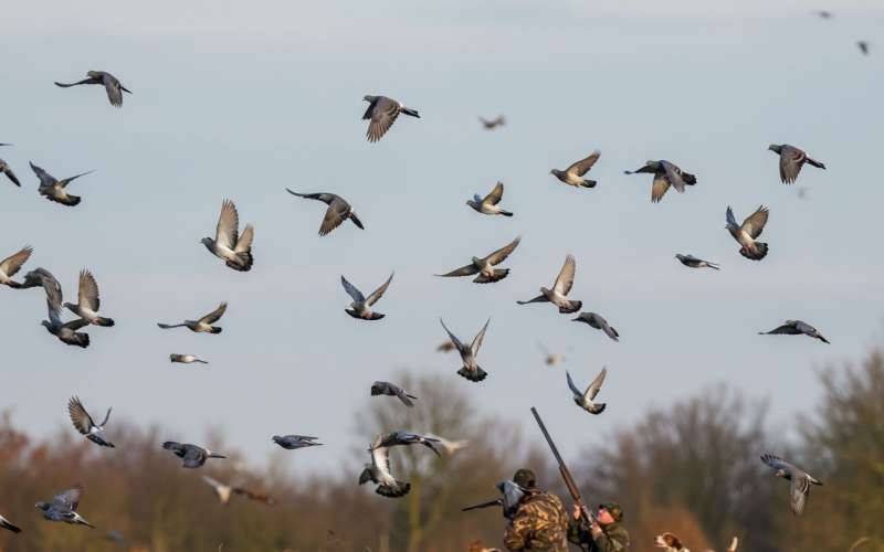 Tiradas de Palomas (Agosto) - Caza Mayor en Espa�a: Monter�as y Recechos | Nature GV Hunt