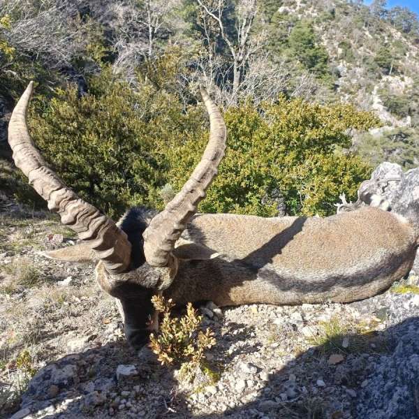 Rececho de Cabra Mont�s�Iberian Ibex Stalking - Caza Mayor en Espa�a: Monter�as y Recechos | Nature GV Hunt�Big Game Hunting in Spain: Hunting and Stalking | Nature GV Hunt