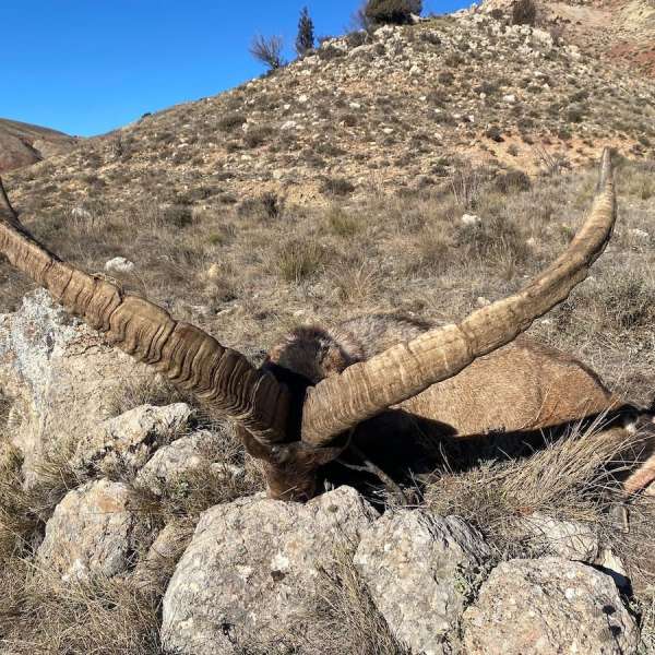 Rececho de Cabra Mont�s�Iberian Ibex Stalking - Caza Mayor en Espa�a: Monter�as y Recechos | Nature GV Hunt�Big Game Hunting in Spain: Hunting and Stalking | Nature GV Hunt