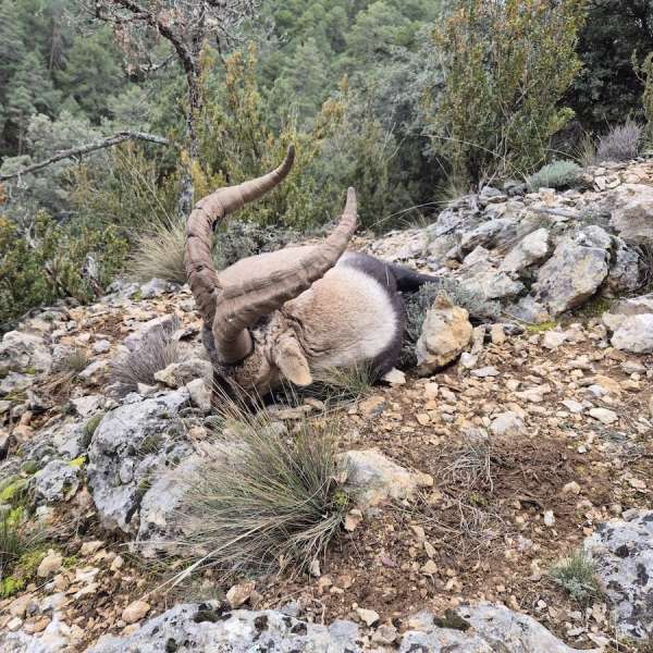 Rececho de Cabra Mont�s�Iberian Ibex Stalking - Caza Mayor en Espa�a: Monter�as y Recechos | Nature GV Hunt�Big Game Hunting in Spain: Hunting and Stalking | Nature GV Hunt