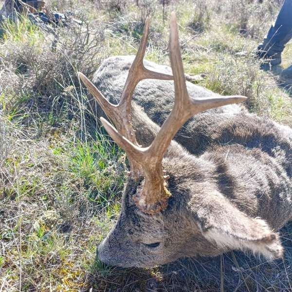 Rececho de Corzo�Roe Deer Stalking - Caza Mayor en Espa�a: Monter�as y Recechos | Nature GV Hunt�Big Game Hunting in Spain: Hunting and Stalking | Nature GV Hunt