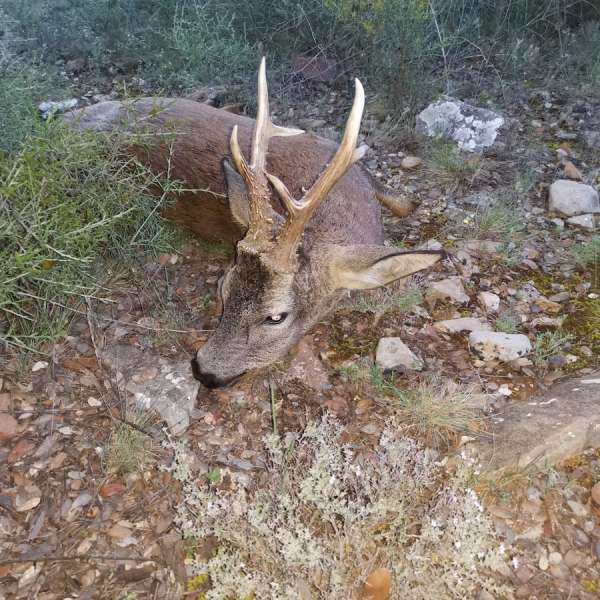 Rececho de Corzo�Roe Deer Stalking - Caza Mayor en Espa�a: Monter�as y Recechos | Nature GV Hunt�Big Game Hunting in Spain: Hunting and Stalking | Nature GV Hunt