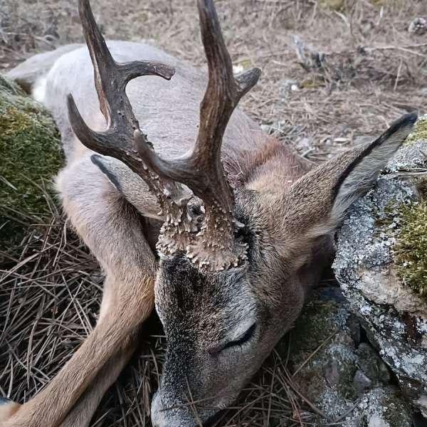 Rececho de Corzo�Roe Deer Stalking - Caza Mayor en Espa�a: Monter�as y Recechos | Nature GV Hunt�Big Game Hunting in Spain: Hunting and Stalking | Nature GV Hunt