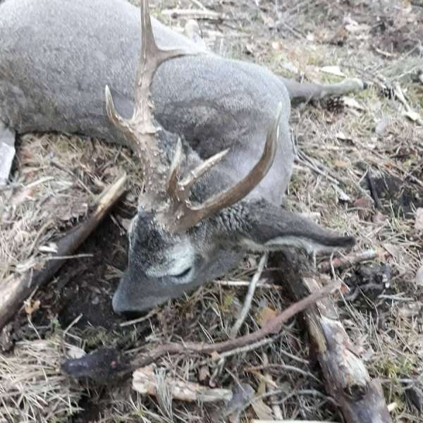Rececho de Corzo�Roe Deer Stalking - Caza Mayor en Espa�a: Monter�as y Recechos | Nature GV Hunt�Big Game Hunting in Spain: Hunting and Stalking | Nature GV Hunt
