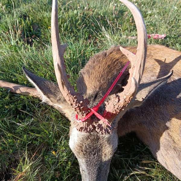 Rececho de Corzo�Roe Deer Stalking - Caza Mayor en Espa�a: Monter�as y Recechos | Nature GV Hunt�Big Game Hunting in Spain: Hunting and Stalking | Nature GV Hunt