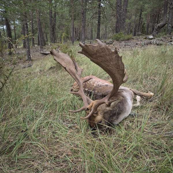 Rececho de Gamo�Fallow Deer Stalking - Caza Mayor en Espa�a: Monter�as y Recechos | Nature GV Hunt�Big Game Hunting in Spain: Hunting and Stalking | Nature GV Hunt