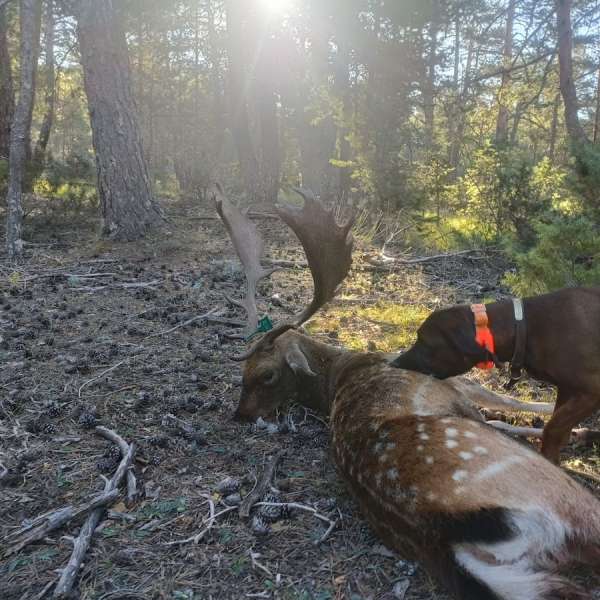 Rececho de Gamo�Fallow Deer Stalking - Caza Mayor en Espa�a: Monter�as y Recechos | Nature GV Hunt�Big Game Hunting in Spain: Hunting and Stalking | Nature GV Hunt