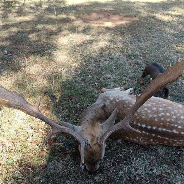 Rececho de Gamo�Fallow Deer Stalking - Caza Mayor en Espa�a: Monter�as y Recechos | Nature GV Hunt�Big Game Hunting in Spain: Hunting and Stalking | Nature GV Hunt