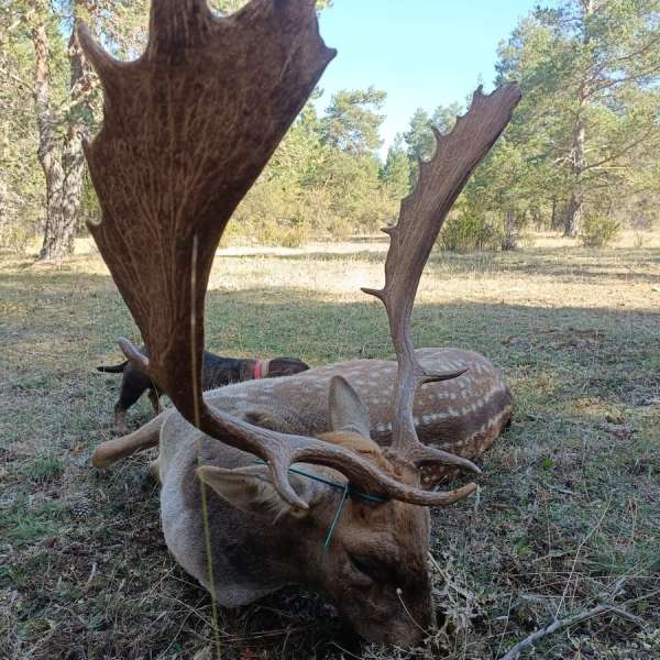 Rececho de Gamo�Fallow Deer Stalking - Caza Mayor en Espa�a: Monter�as y Recechos | Nature GV Hunt�Big Game Hunting in Spain: Hunting and Stalking | Nature GV Hunt