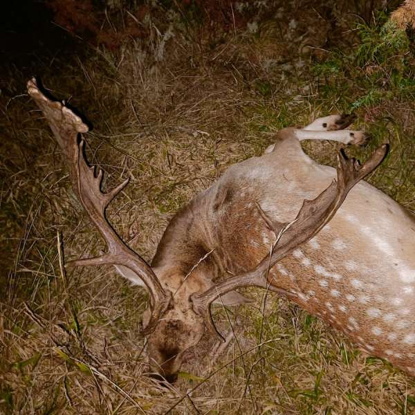 Rececho de Gamo�Fallow Deer Stalking - Caza Mayor en Espa�a: Monter�as y Recechos | Nature GV Hunt�Big Game Hunting in Spain: Hunting and Stalking | Nature GV Hunt