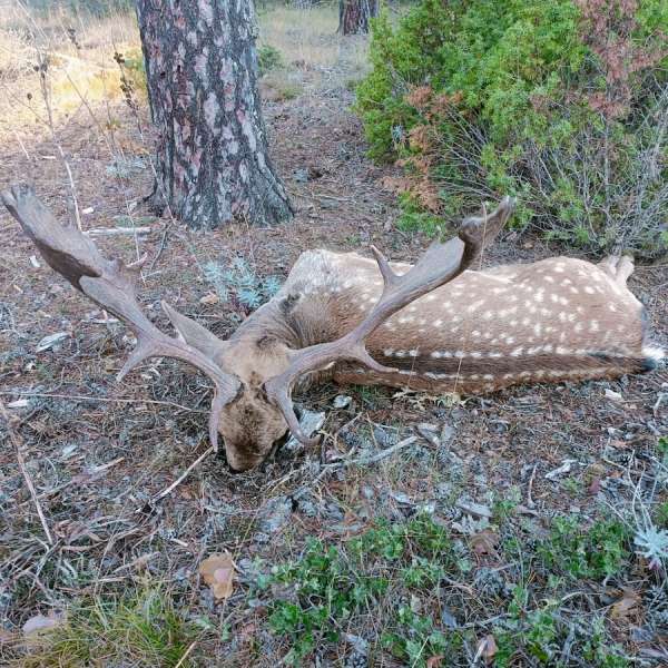 Rececho de Gamo�Fallow Deer Stalking - Caza Mayor en Espa�a: Monter�as y Recechos | Nature GV Hunt�Big Game Hunting in Spain: Hunting and Stalking | Nature GV Hunt