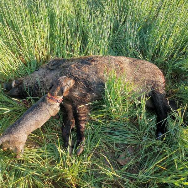 Rececho de Jabal��Wild Boar Stalking - Caza Mayor en Espa�a: Monter�as y Recechos | Nature GV Hunt�Big Game Hunting in Spain: Hunting and Stalking | Nature GV Hunt