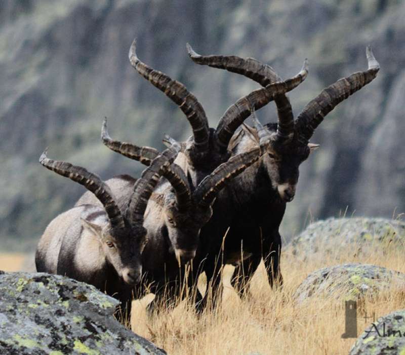 Rececho de Cabra Mont�s - Caza Mayor en Espa�a: Monter�as y Recechos | Nature GV Hunt