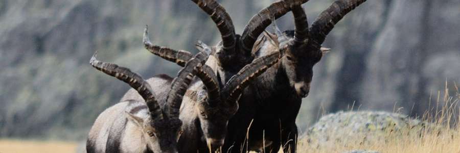 Rececho de Cabra Mont�s - Caza Mayor en Espa�a: Monter�as y Recechos | Nature GV Hunt