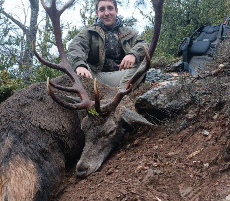Rececho de Ciervo - Caza Mayor en Espa�a: Monter�as y Recechos | Nature GV Hunt