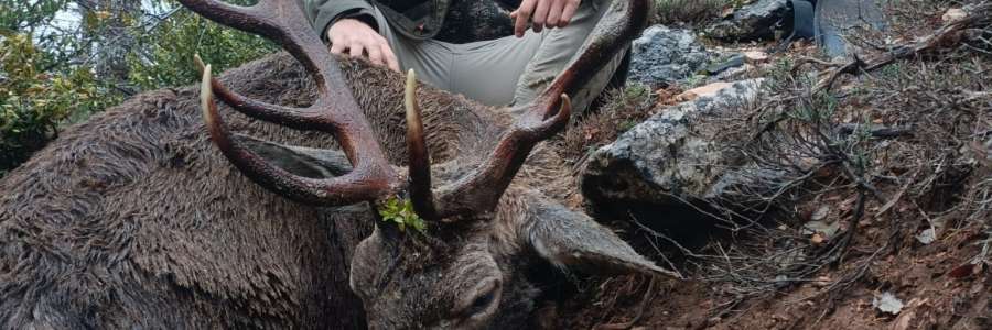 Rececho de Ciervo - Caza Mayor en Espa�a: Monter�as y Recechos | Nature GV Hunt
