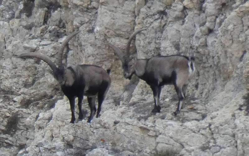 Caza Mayor - Caza Mayor en Espa�a: Monter�as y Recechos | Nature GV Hunt